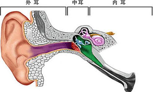 耳的解剖生理