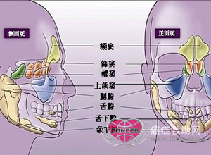 鼻腔的正常结构