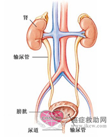 膀胱的解剖及生理