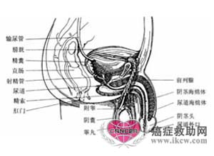 精索的解剖生理