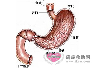 胃的解剖 陶医生的日志 网易博客