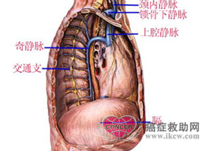 纵隔解剖