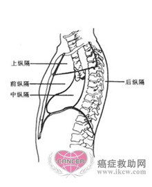 纵隔解剖