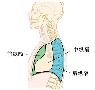 纵膈肿瘤