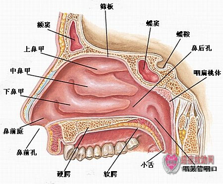 癌症救助网 国际慈善癌症救助网络平台 鼻腔的正常结构