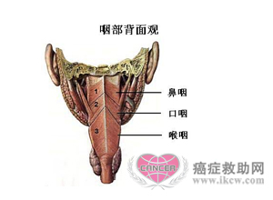 下嚥的解剖生理